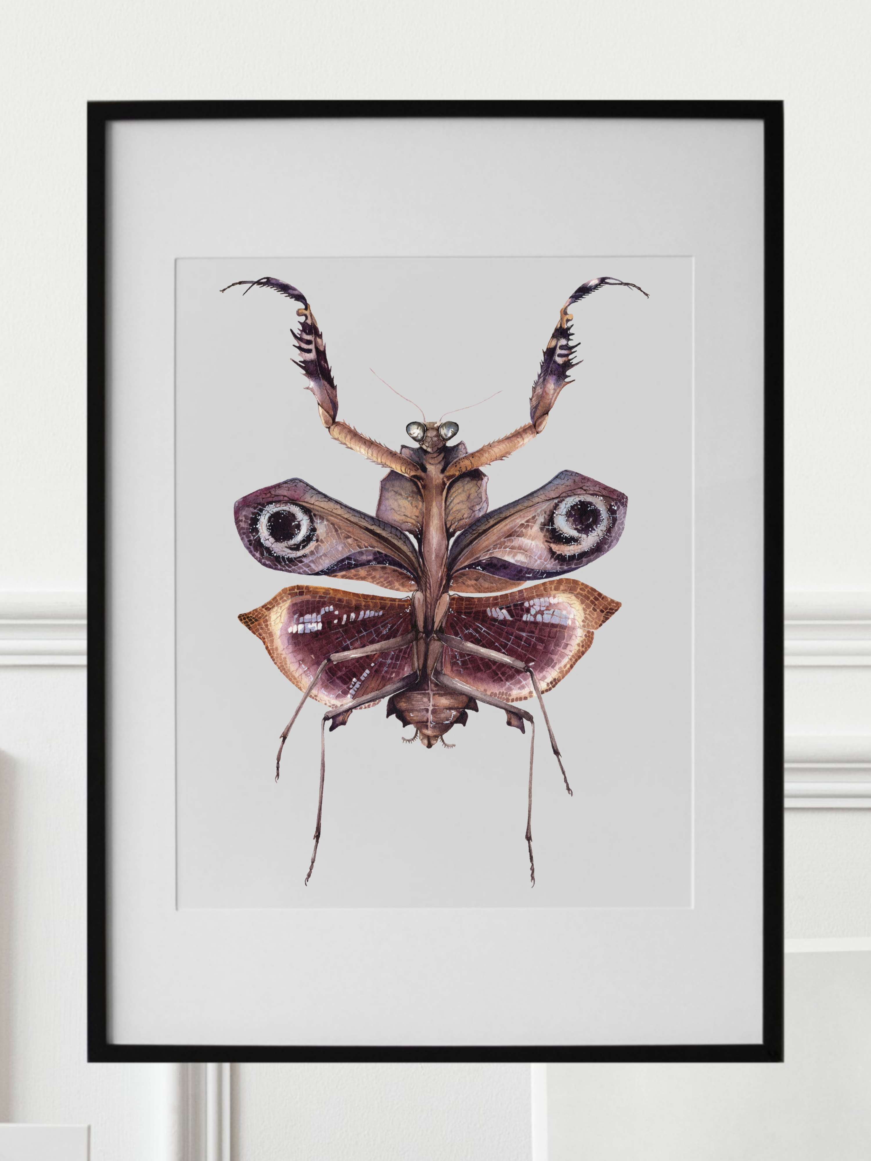 DEROPLATYS DESICCATA